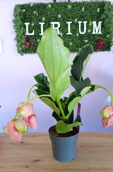 Medinilla