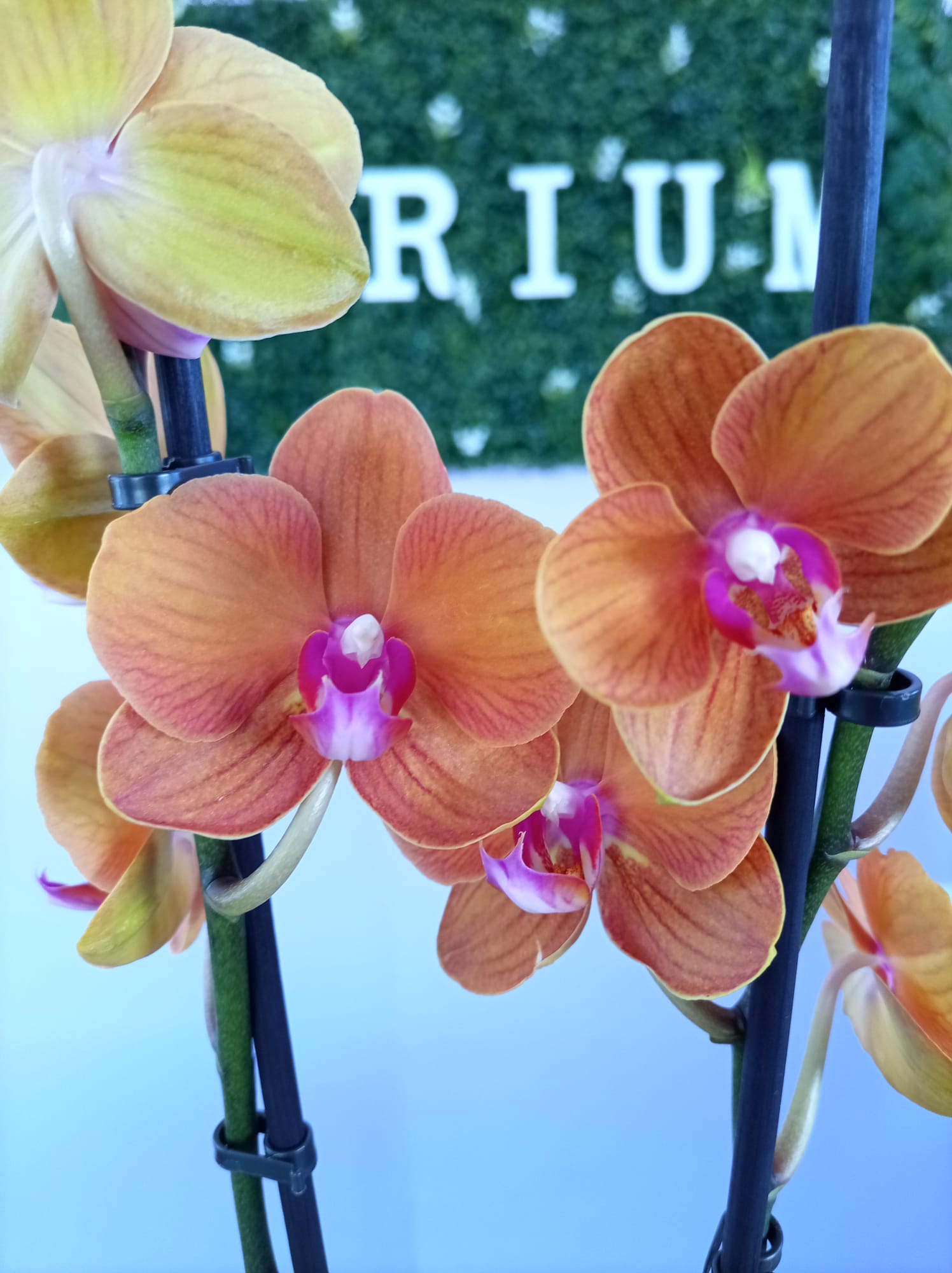 Phalaenopsis Cor de Laranja - Image 2