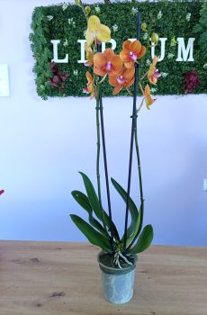 Phalaenopsis Cor de Laranja
