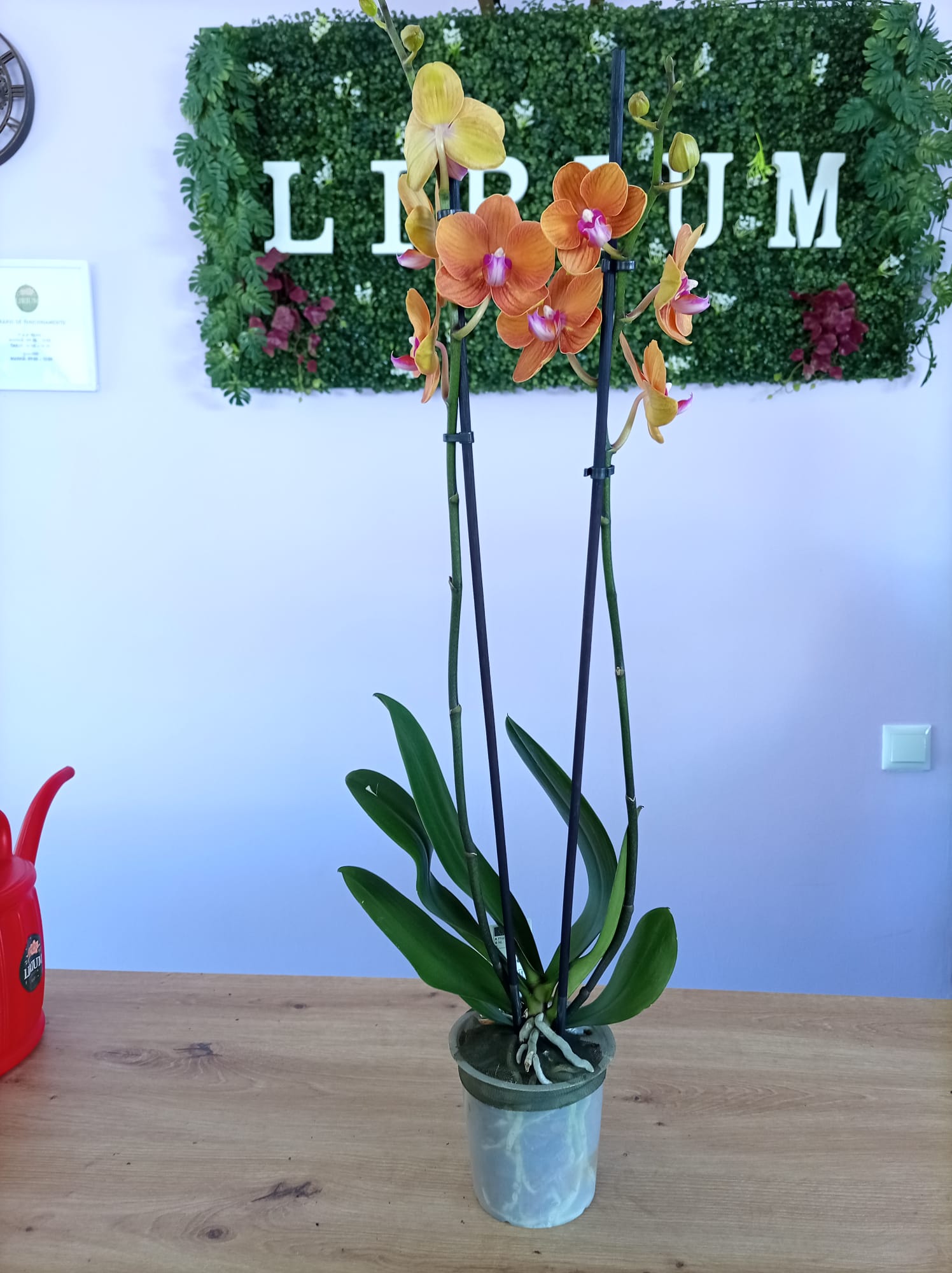 Phalaenopsis Cor de Laranja