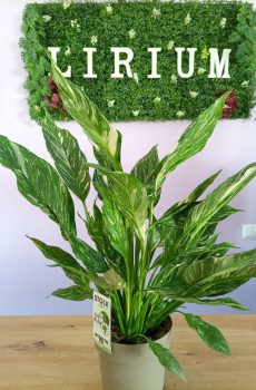 Spathiphyllum Diamond