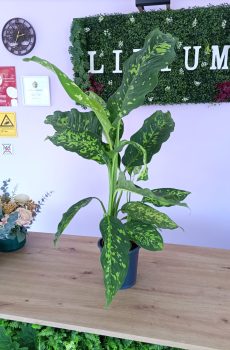 Dieffenbachia