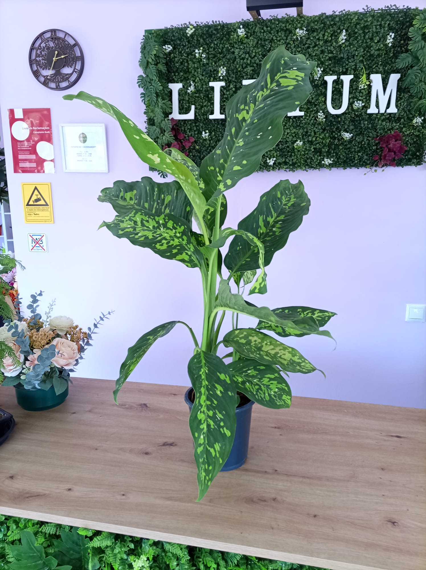 Dieffenbachia