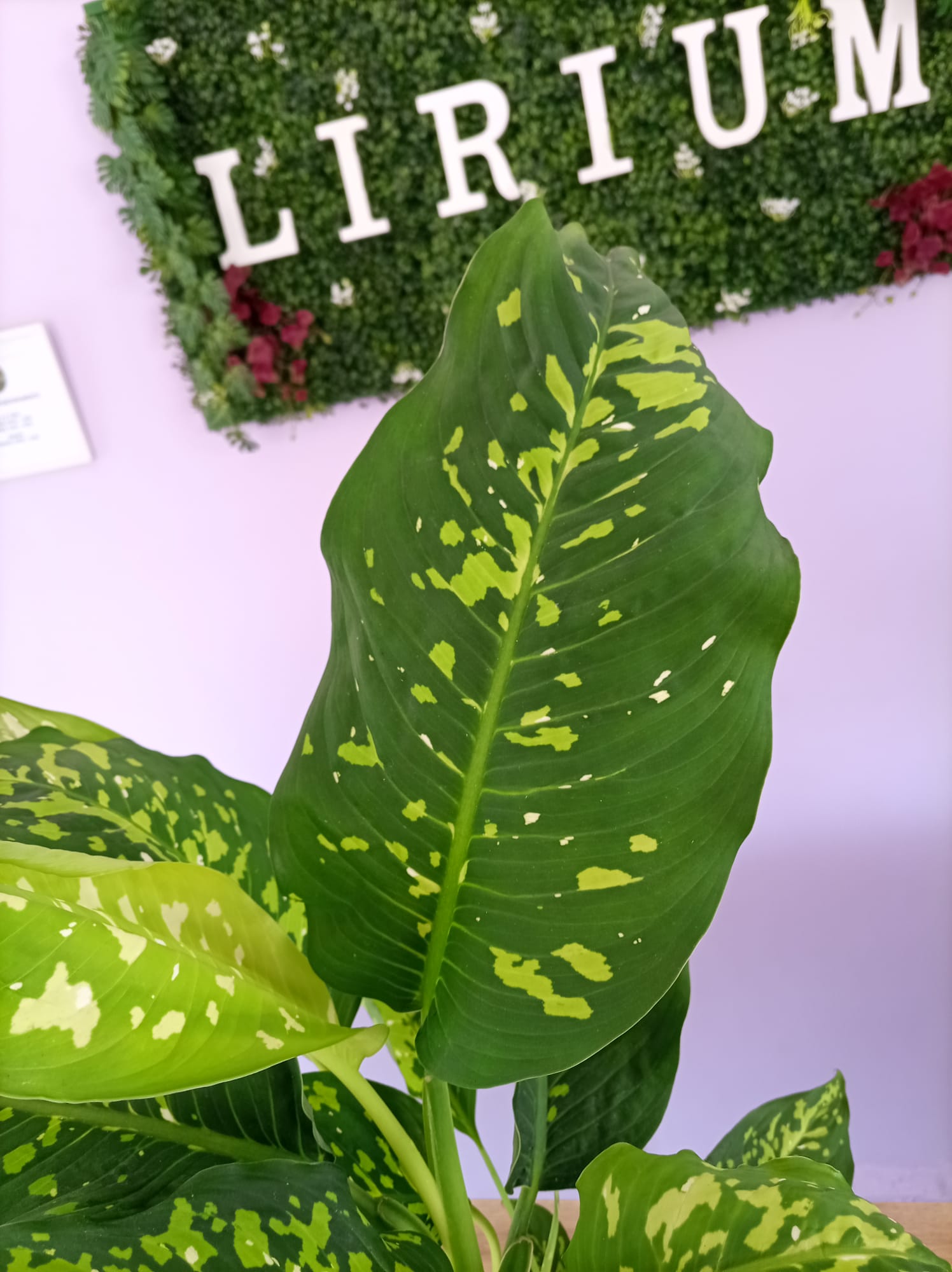Dieffenbachia - Image 3