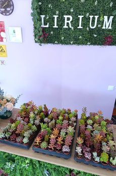 Conjuntos de 50 suculentas vaso 5,5