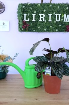 Calathea