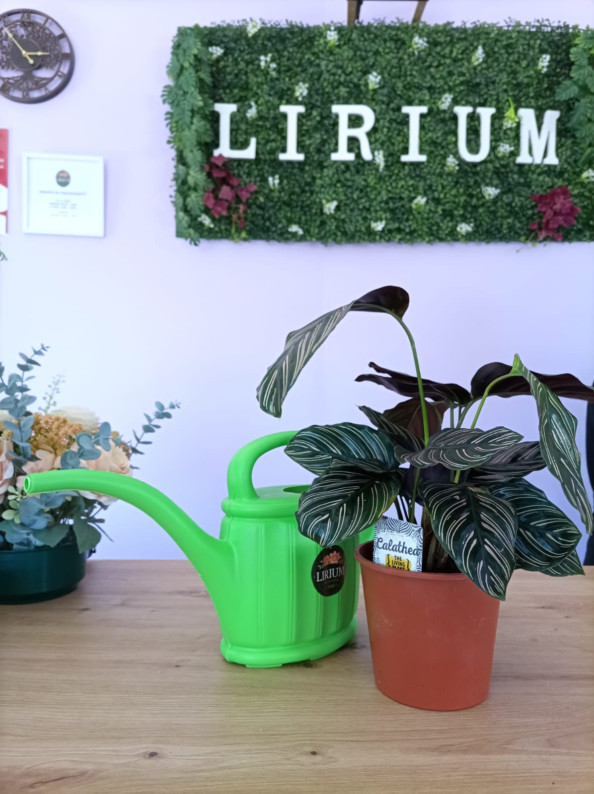 Calathea