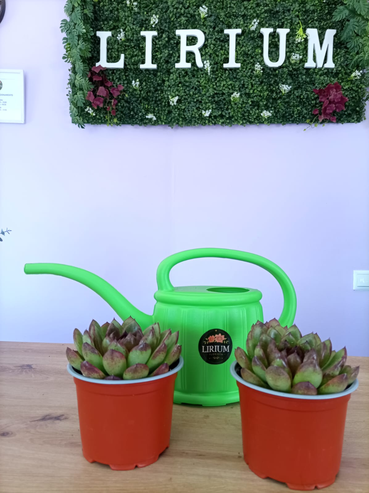 Echeveria Black Tiger - Image 2