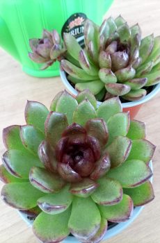 Echeveria Black Tiger