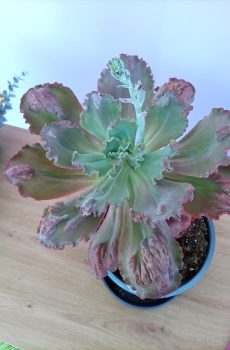 Echeveria Gibbiflora