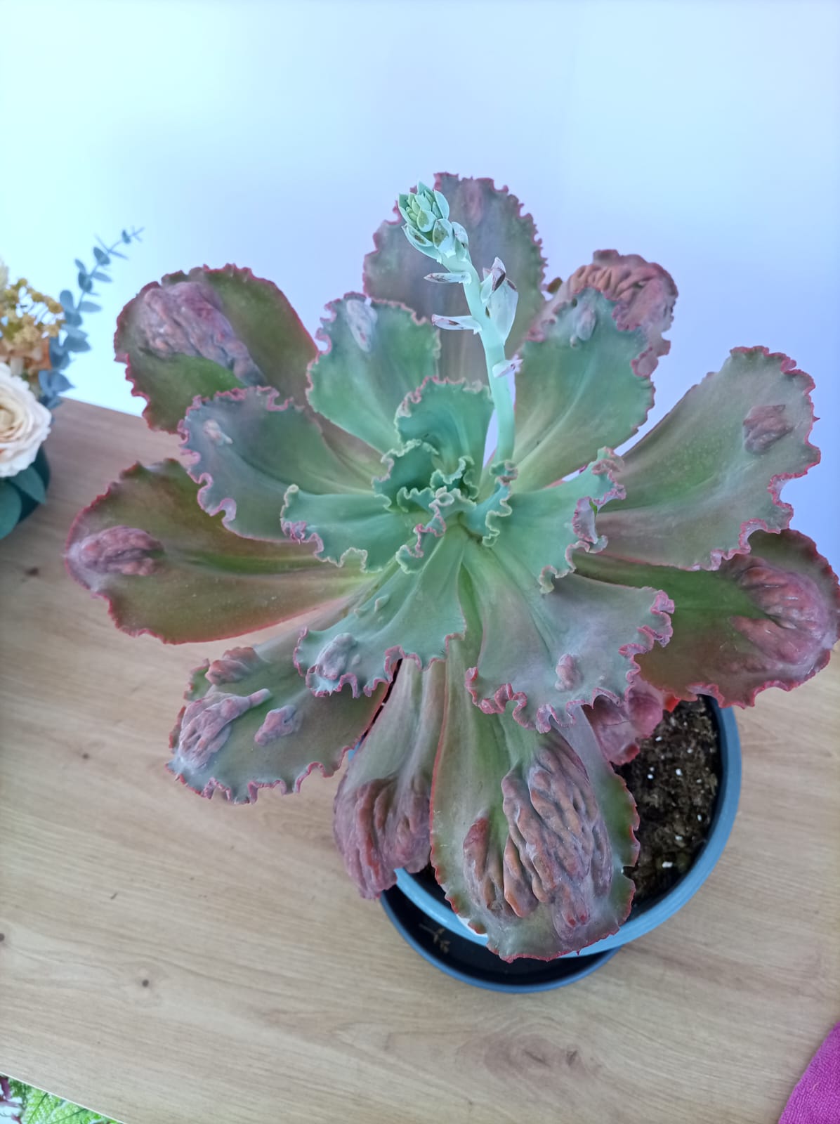 Echeveria Gibbiflora