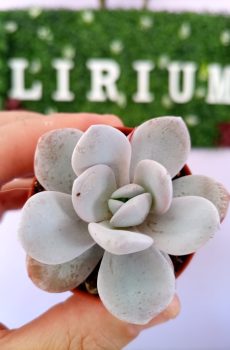 Echeveria Laui