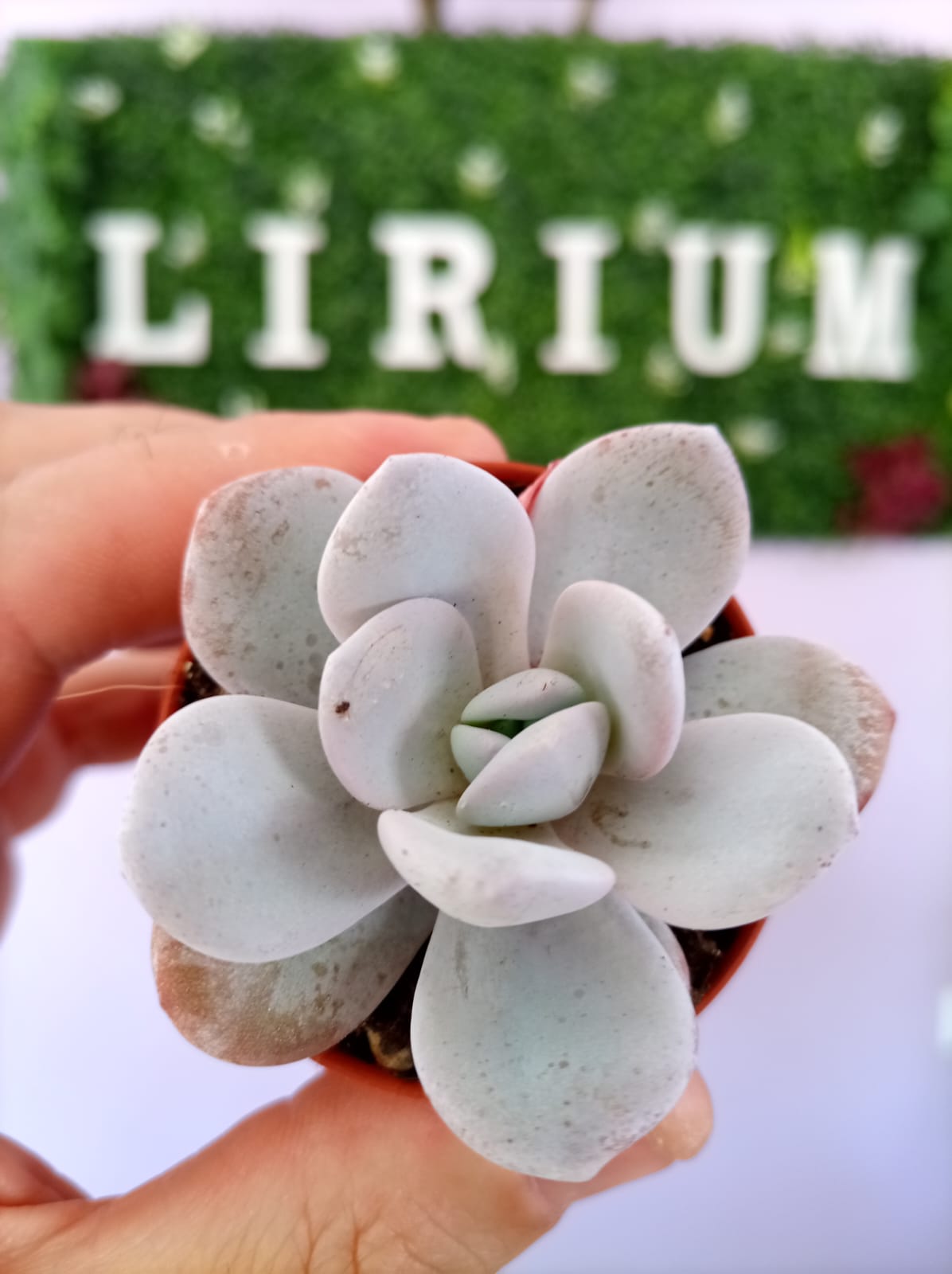 Echeveria Laui
