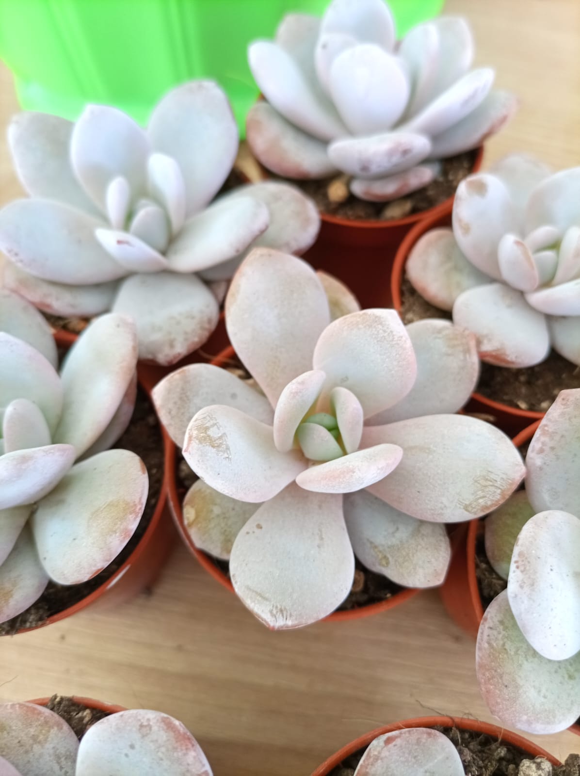 Echeveria Laui - Image 2