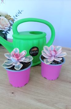Echeveria Rainbow