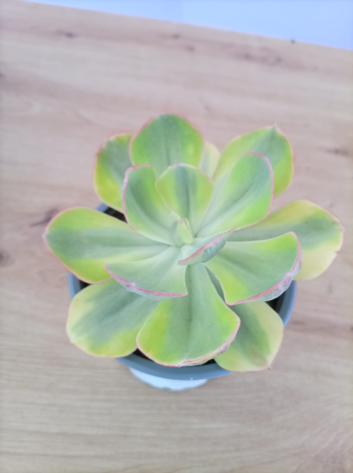 Echeveria Sunset Peony - Image 2