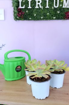 Echeveria Sunset Peony