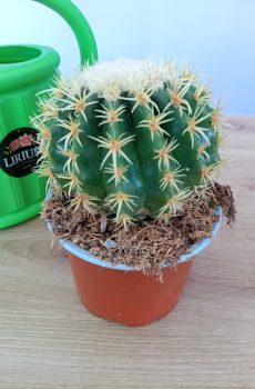 Echinocactus Grusonii Brevispinus