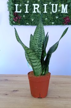 Sansevieria