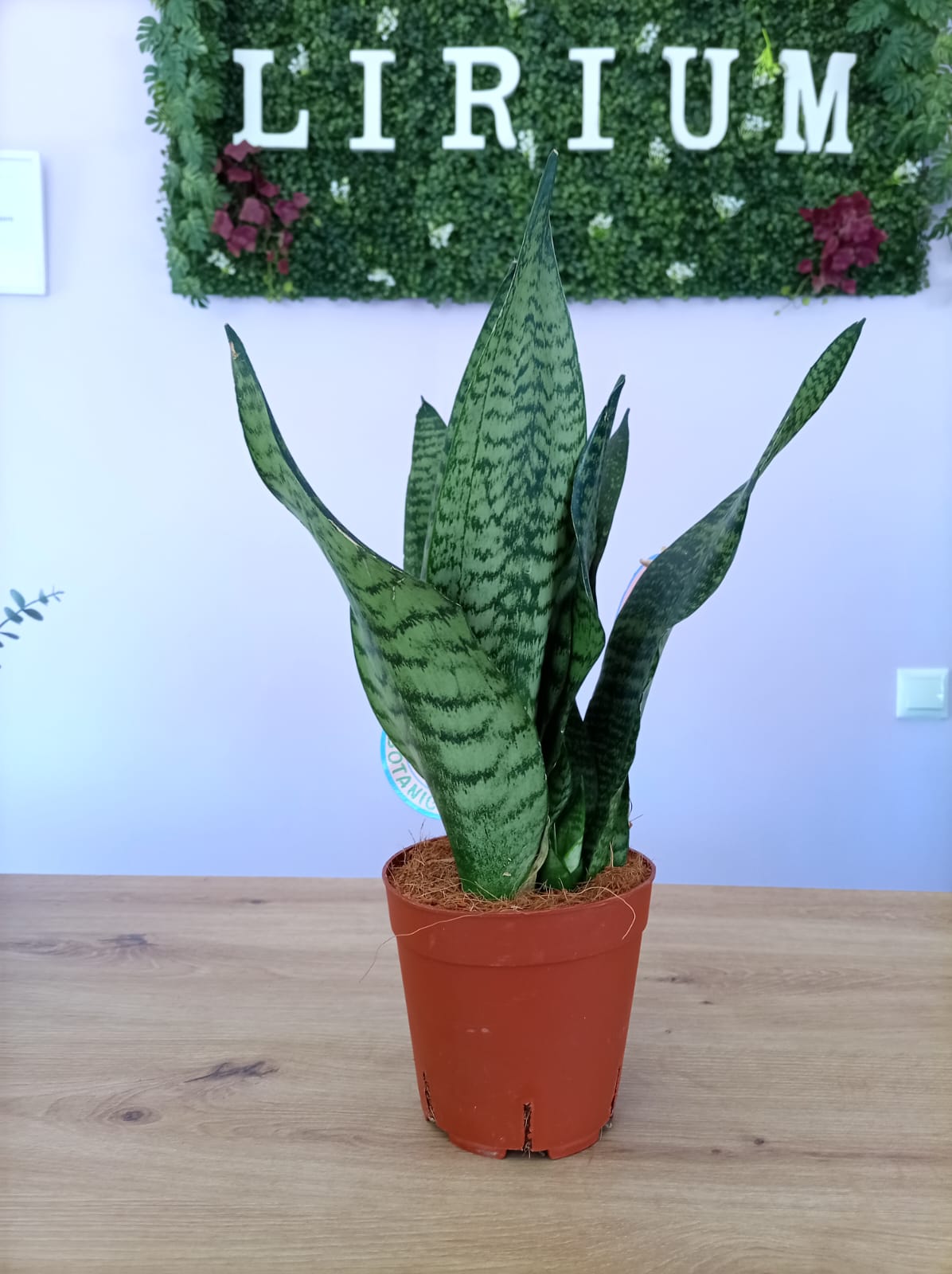 Sansevieria