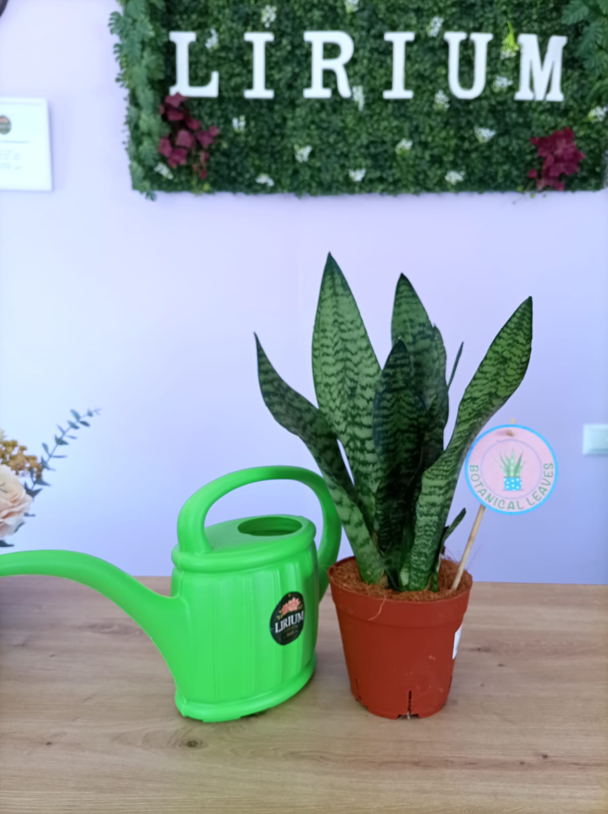 Sansevieria - Image 3