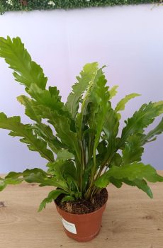 Asplenium
