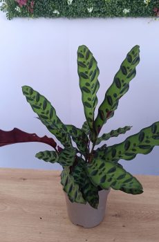 Calathea