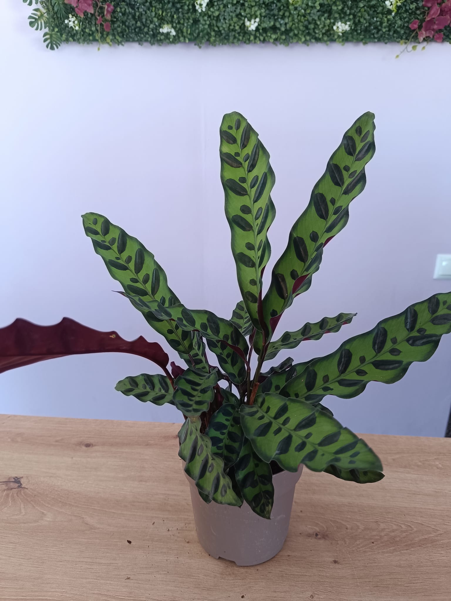 Calathea