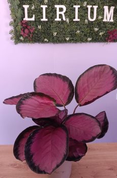 Calathea