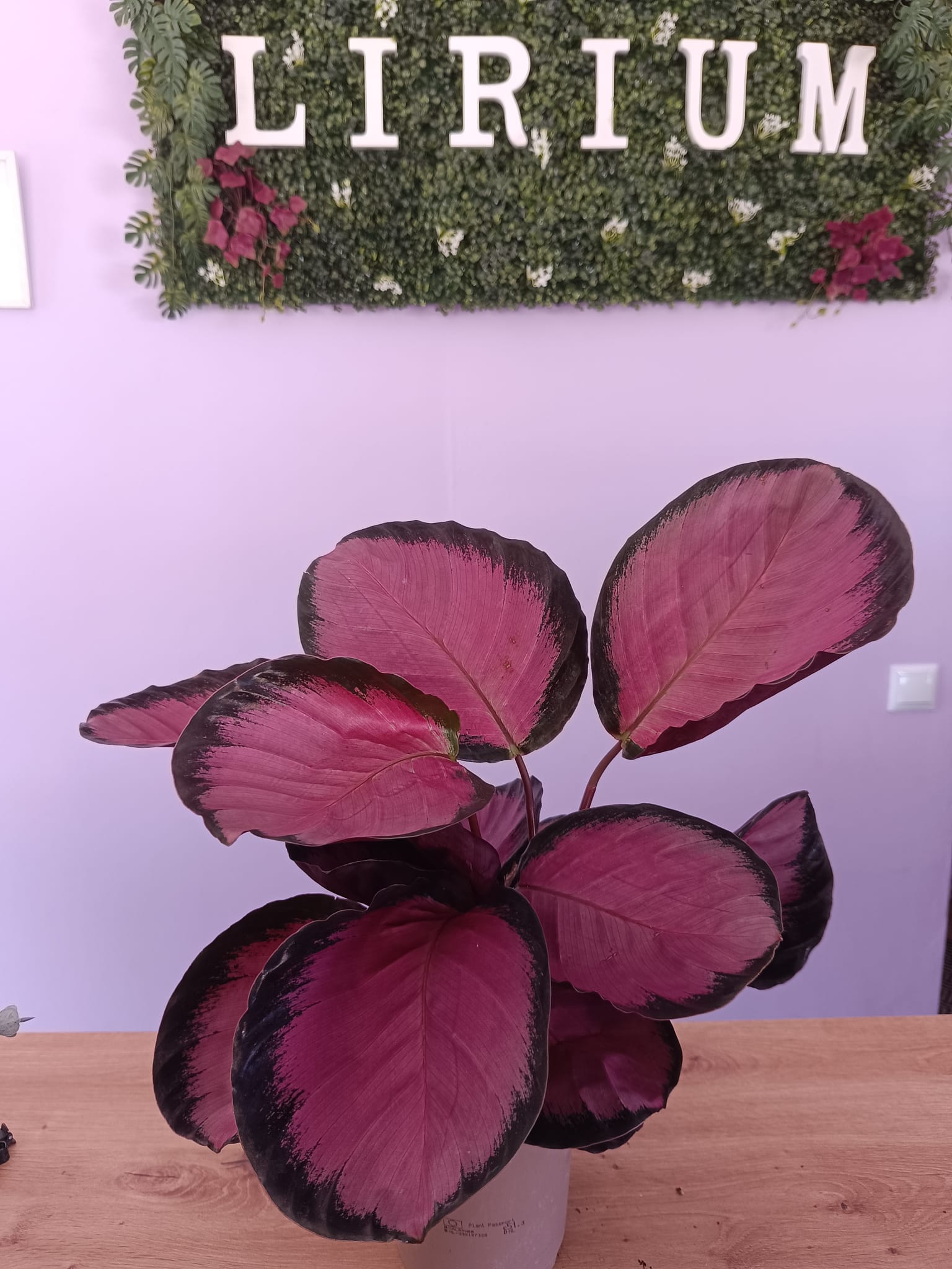 Calathea