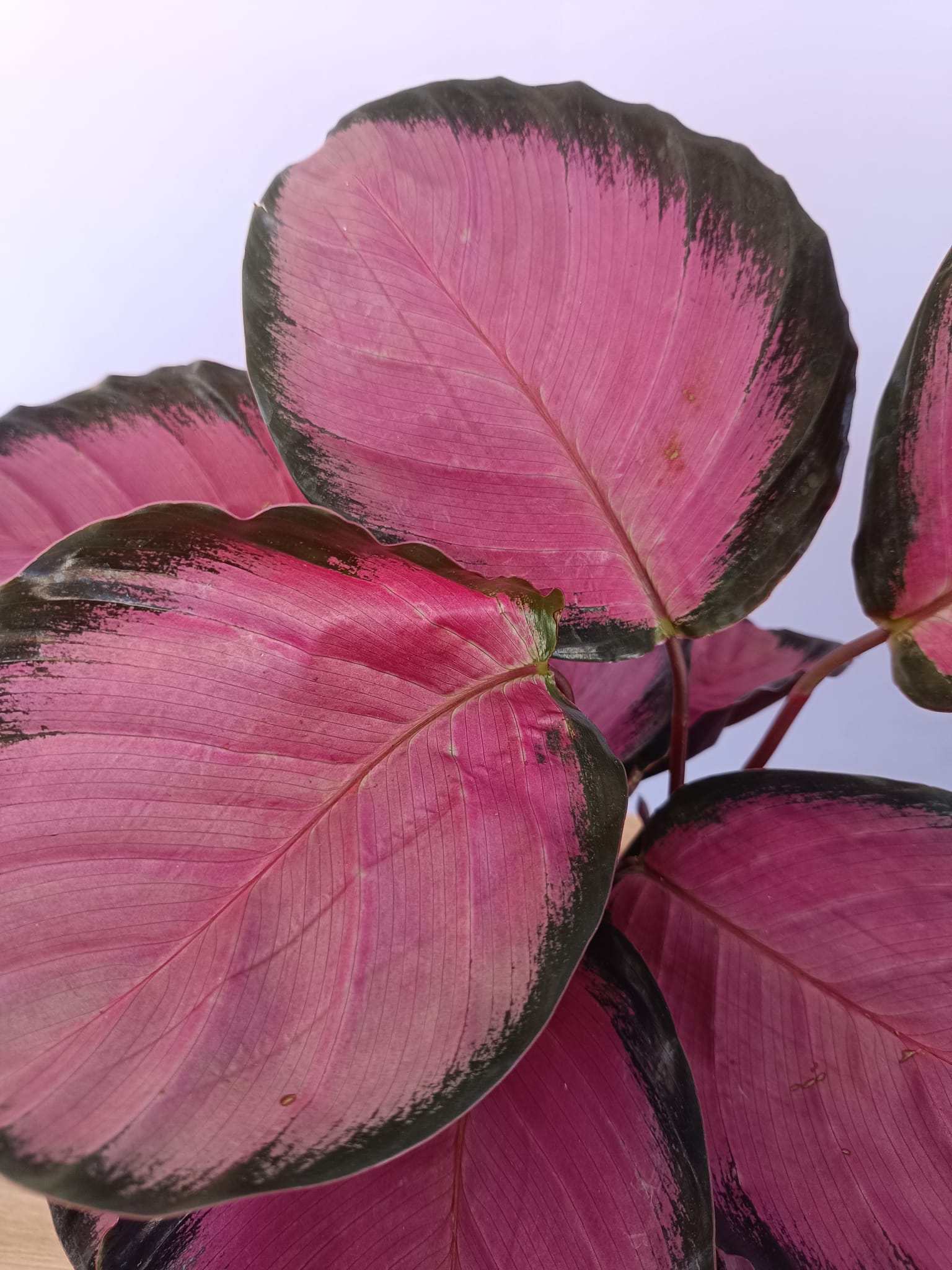 Calathea - Image 3