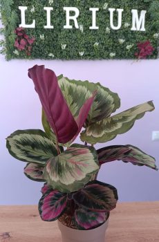Calathea