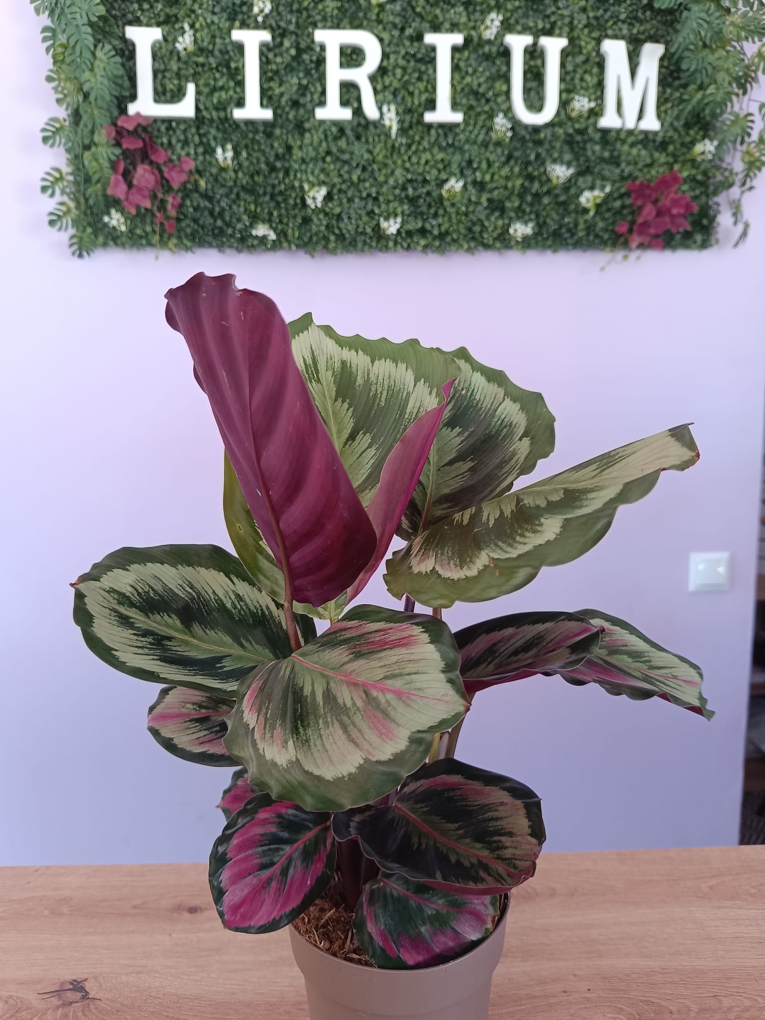 Calathea