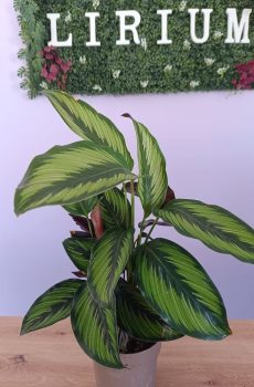 Calathea