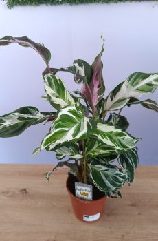 Calathea