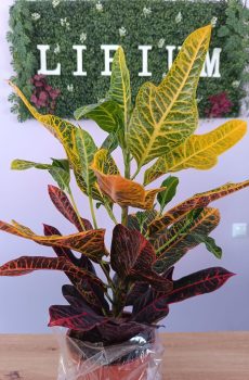 Codiaeum variegatum