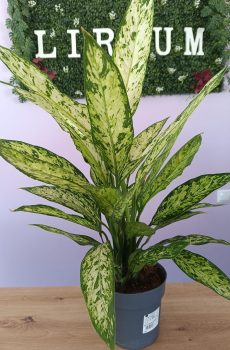 Dieffenbachia