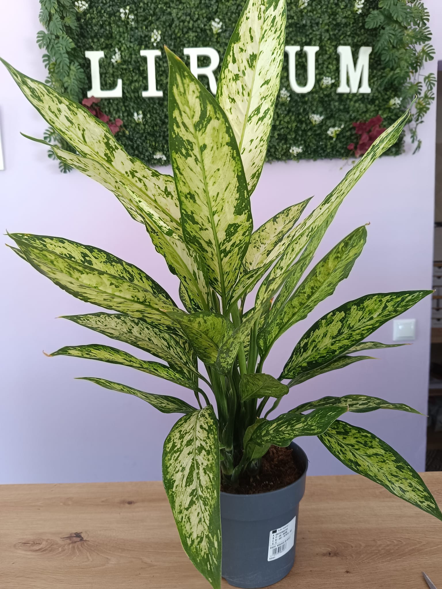 Dieffenbachia