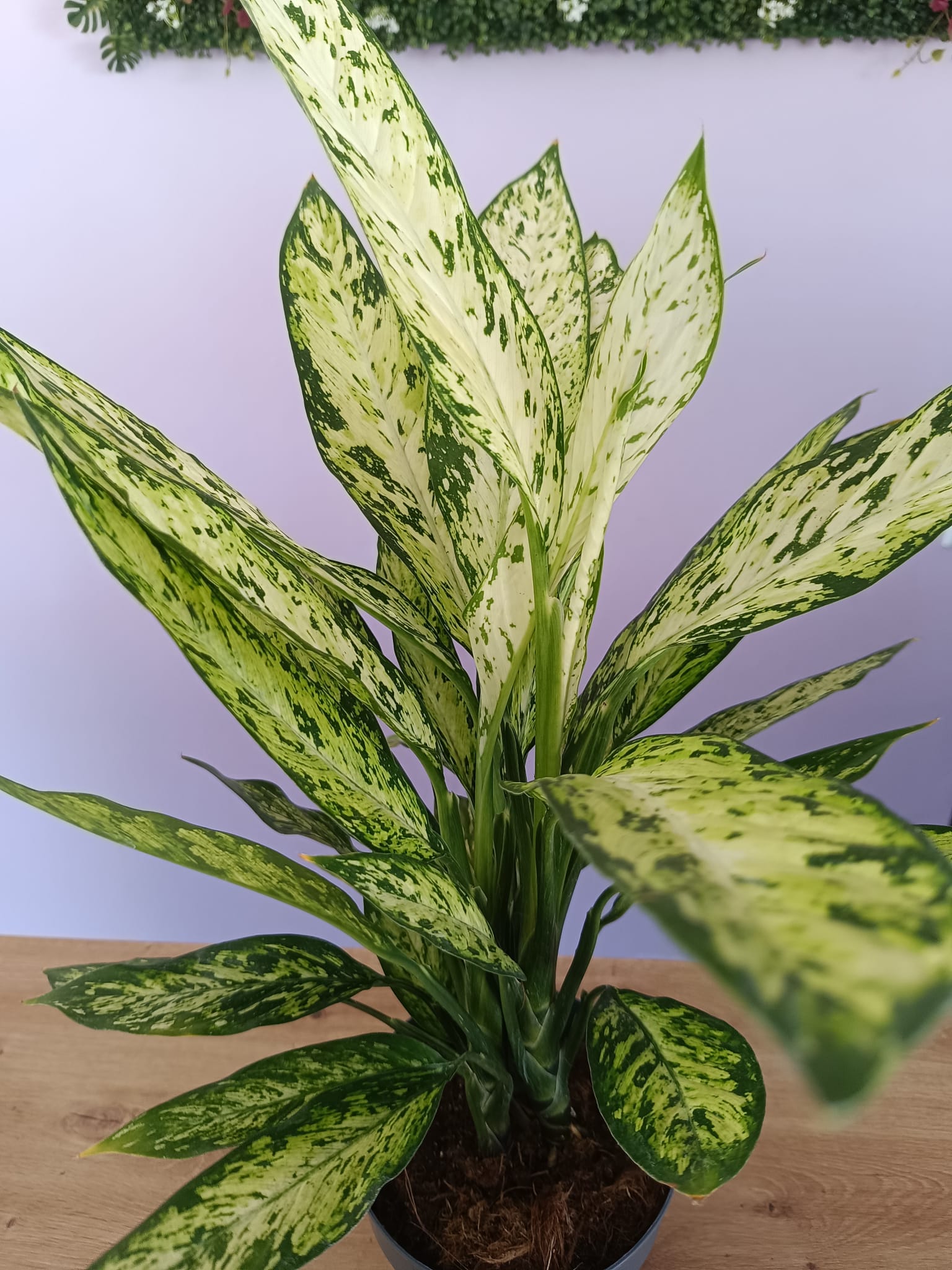 Dieffenbachia - Image 2