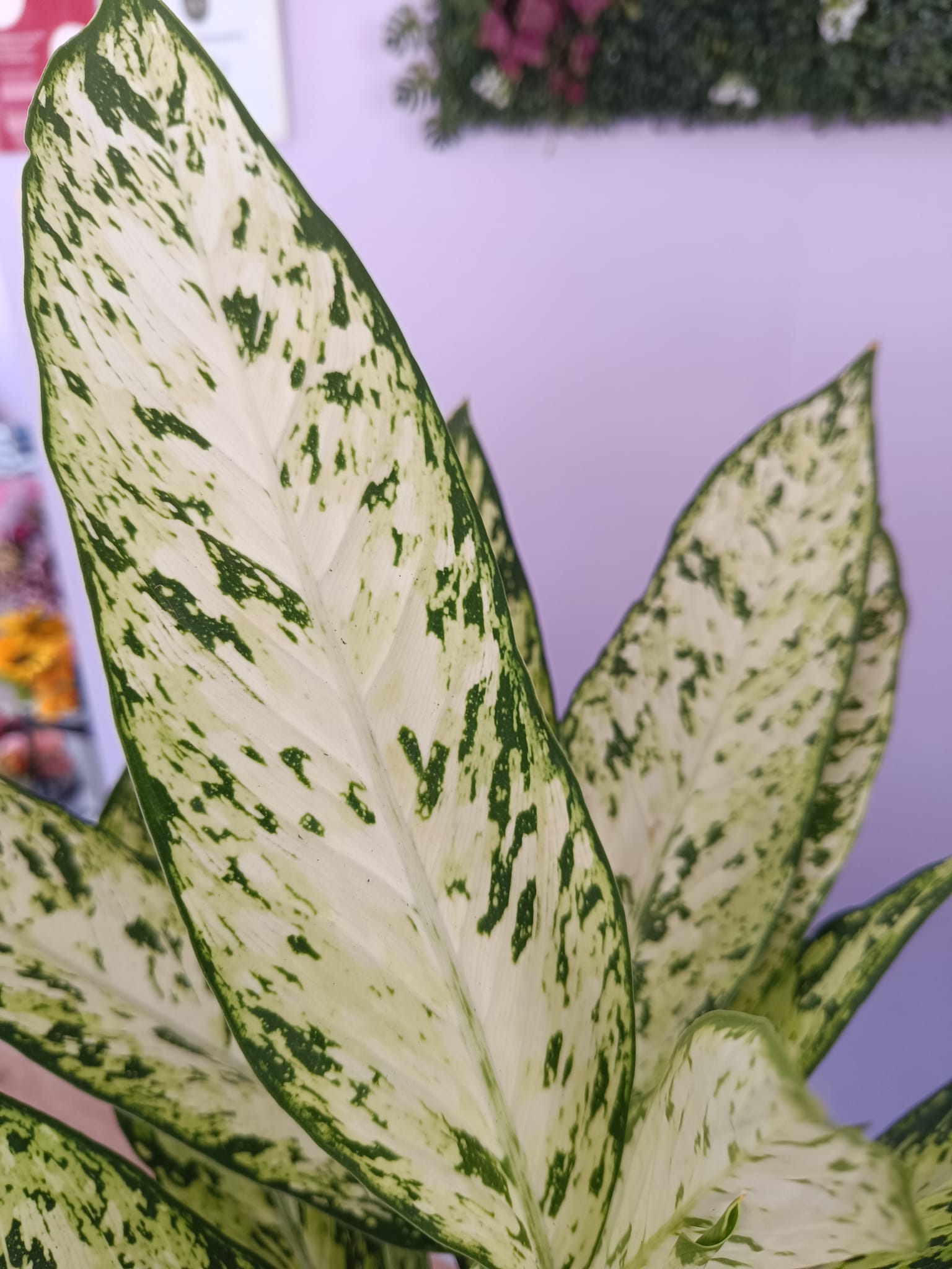 Dieffenbachia - Image 3