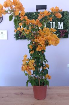 Bouganvillia Laranja