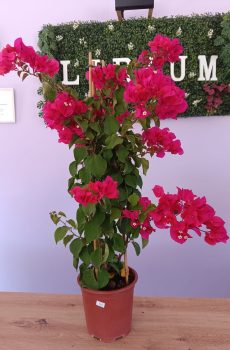 Bouganvillia Rosa