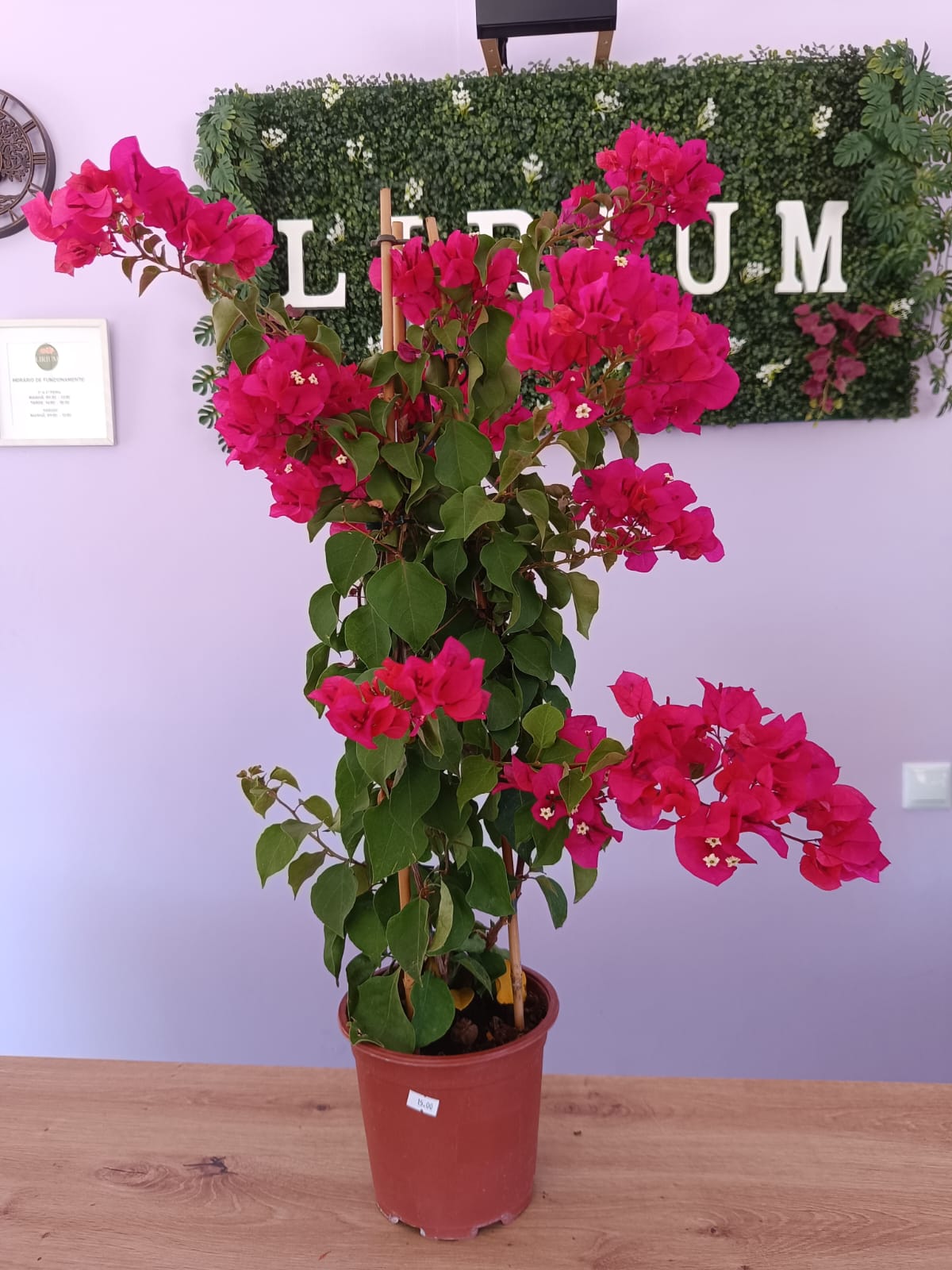 Bouganvillia Rosa