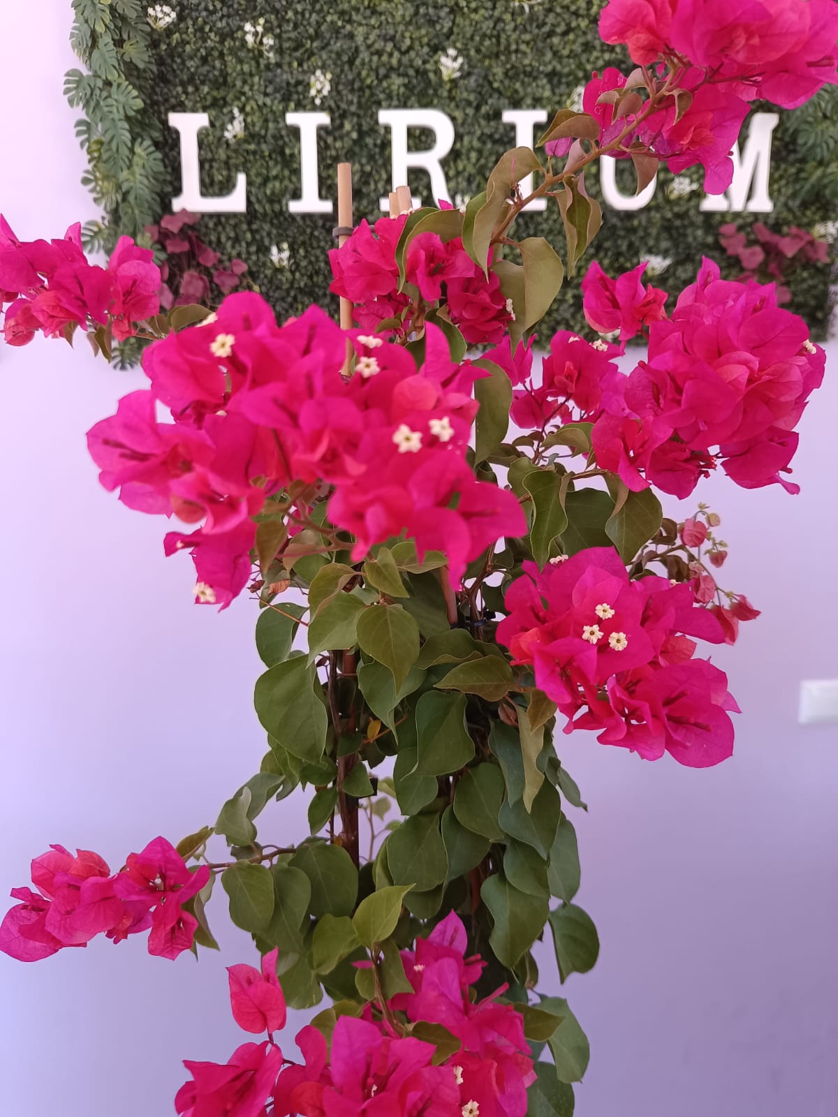 Bouganvillia Rosa - Image 2