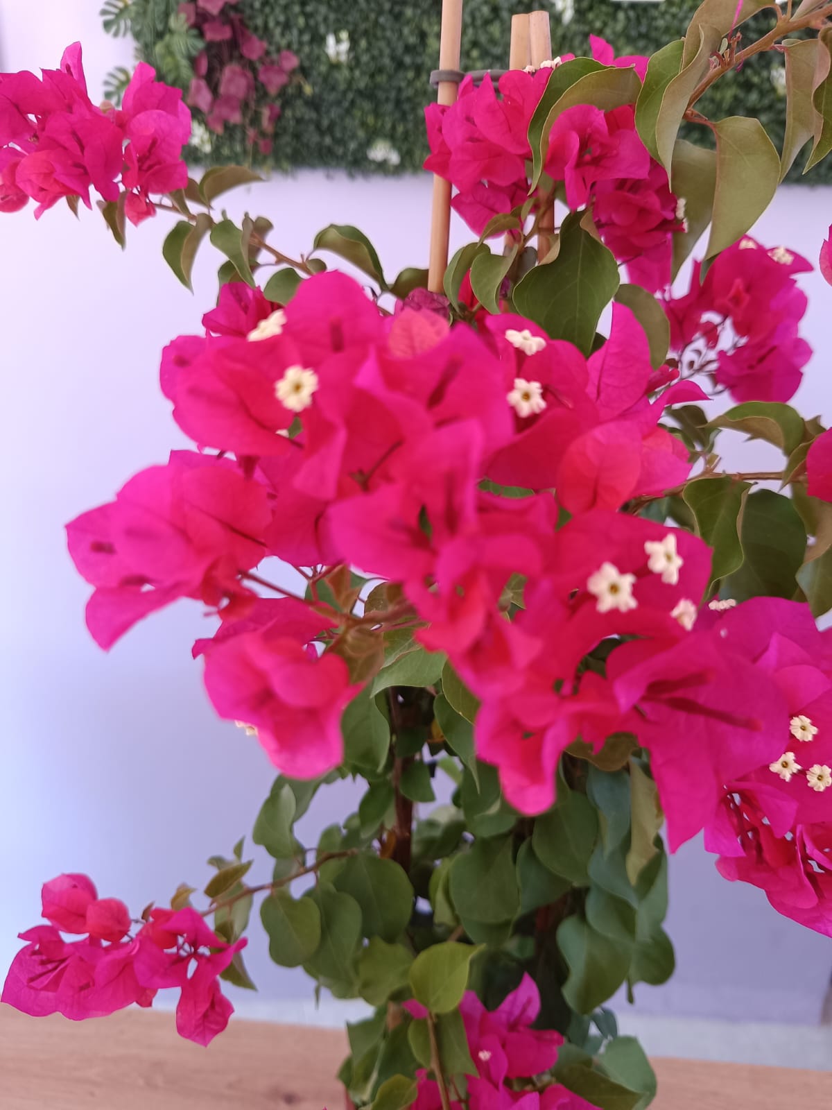 Bouganvillia Rosa - Image 3