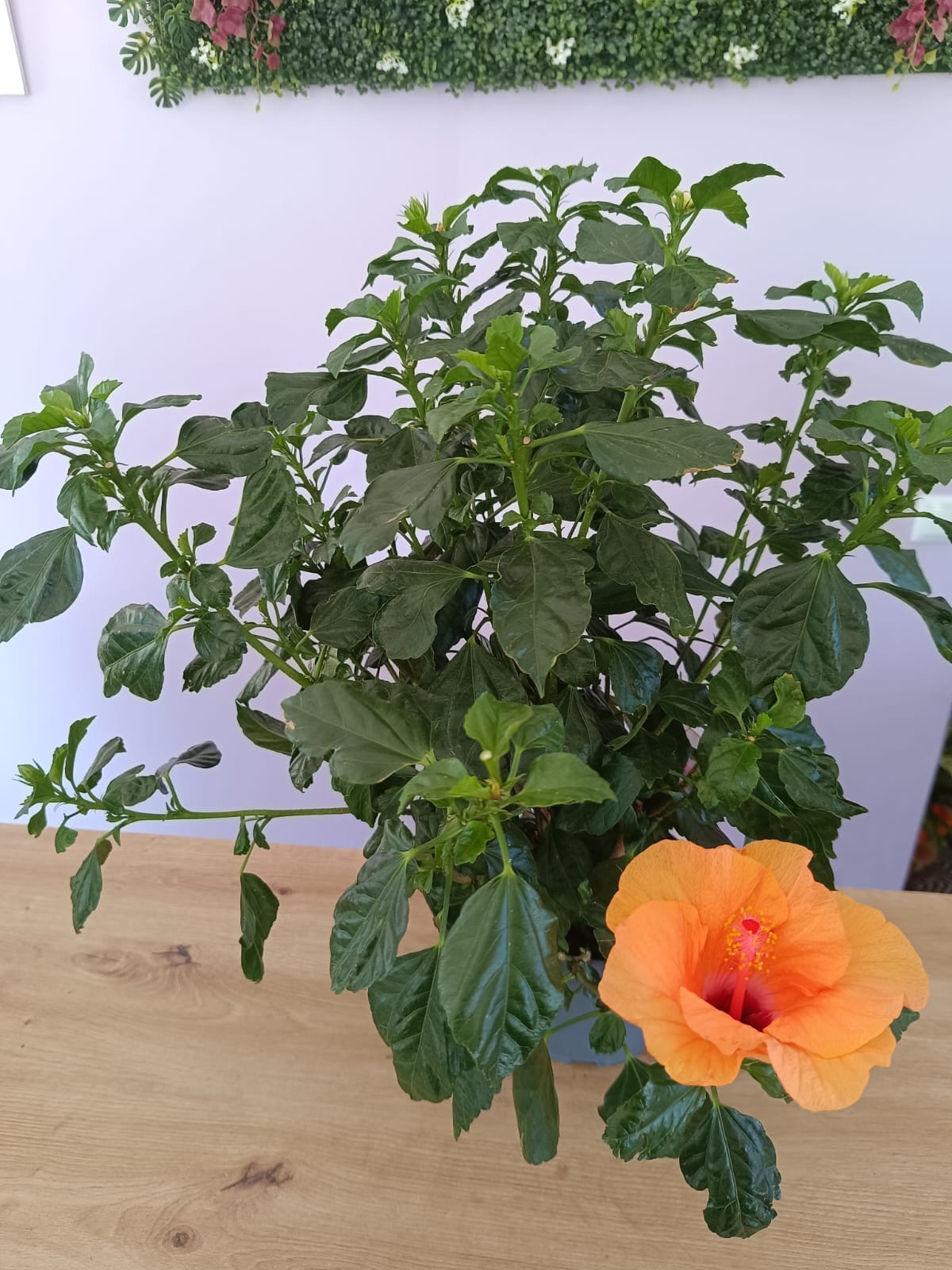 Hibiscos - Image 3