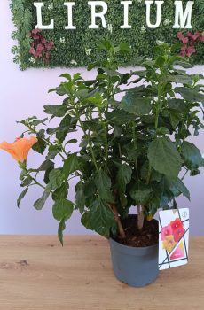 Hibiscos