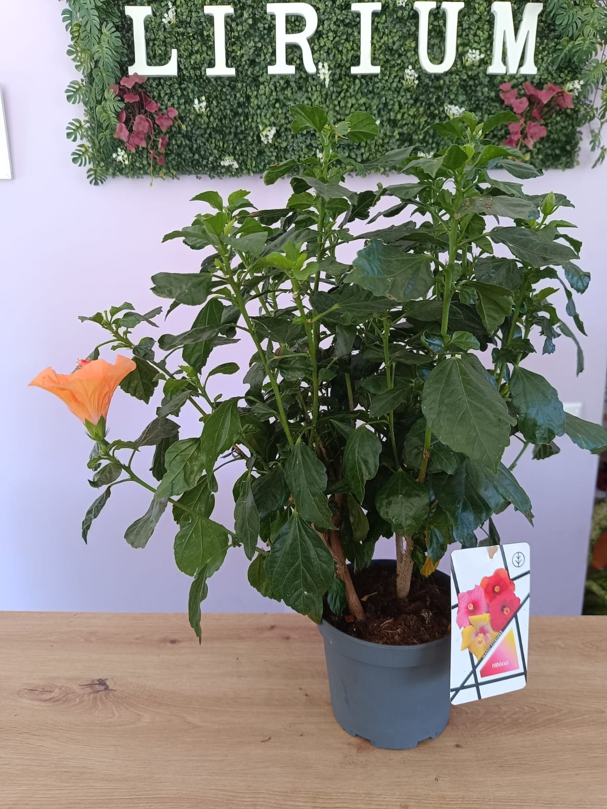 Hibiscos