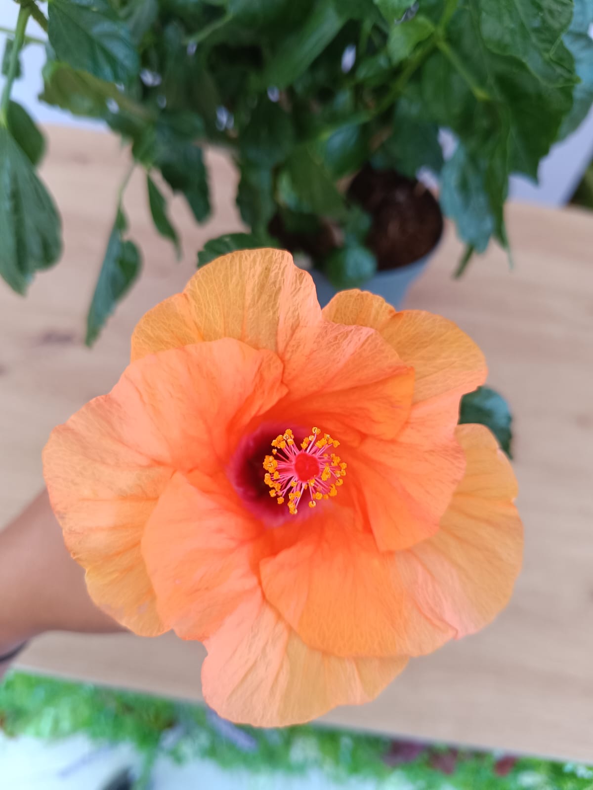 Hibiscos - Image 2