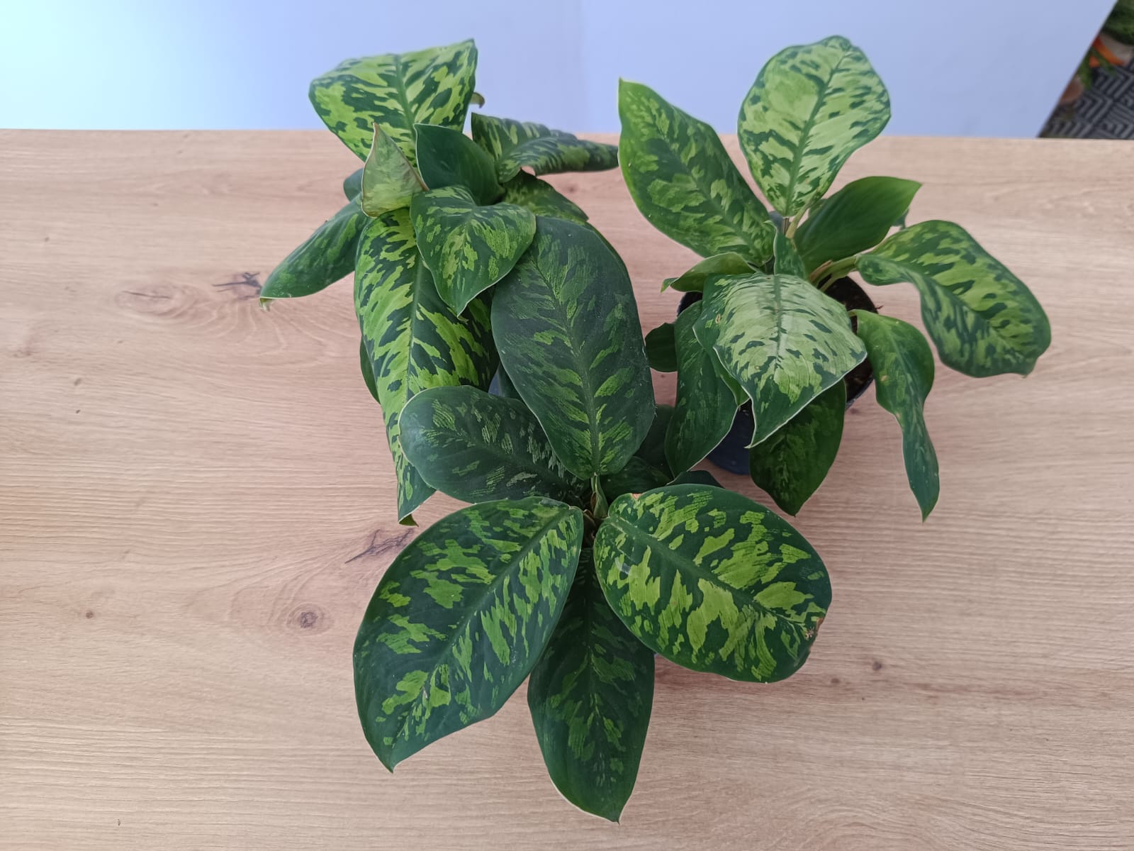 Homalomena - Image 3